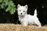 WESTIE 119